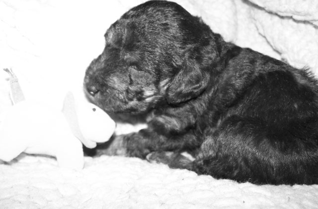 Arc-en-ciel Arlequin 02.02 (4).JPG